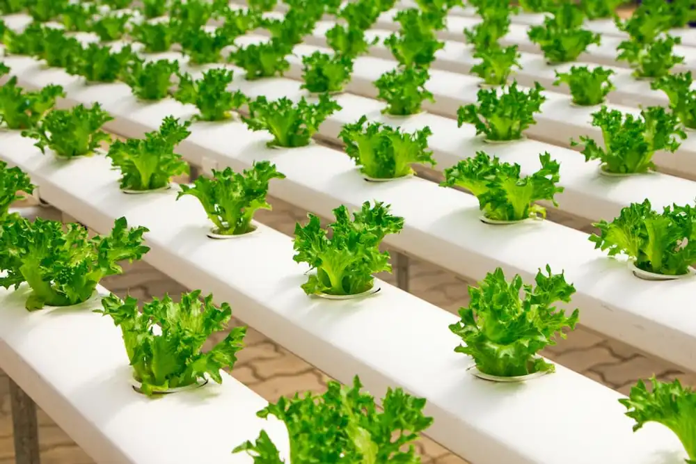 The Benefits of Using Hydroponics Systems in Urban Farming
