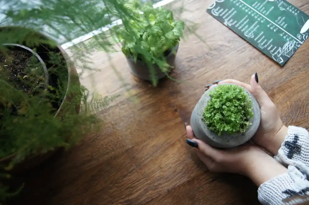 Cover image of Choosing the Perfect Plant Containers for Indoor Herb Gardens