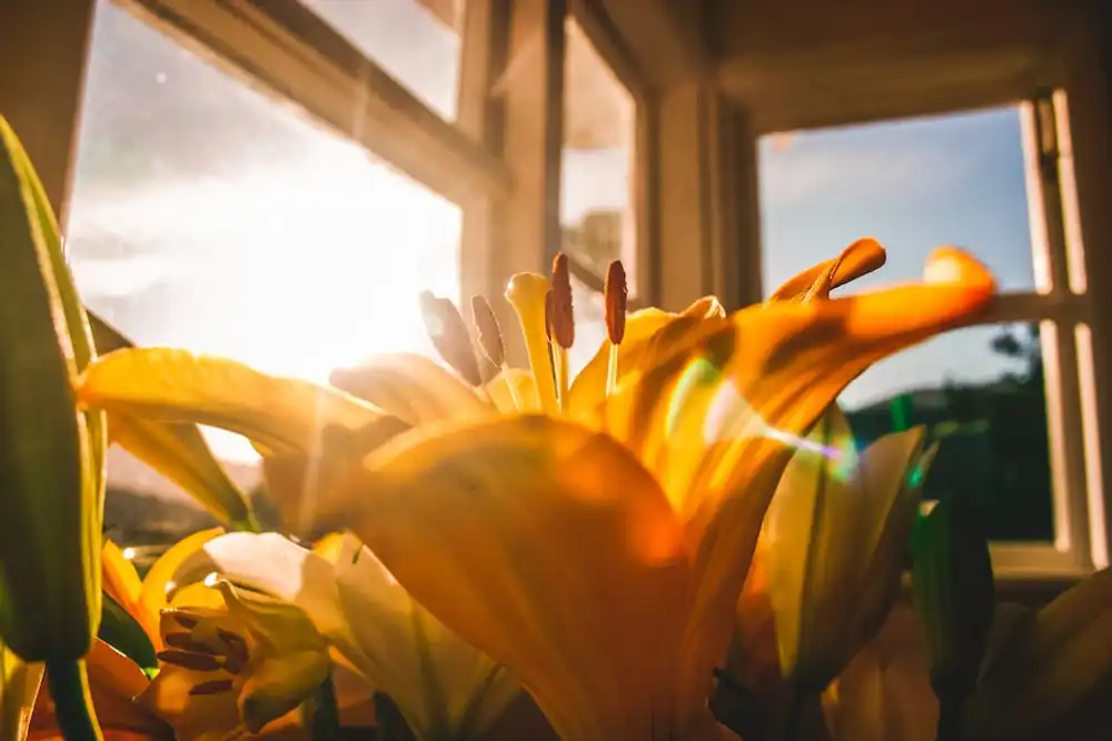 Grow Lights vs. Natural Sunlight: Which is Better for Urban Plants?